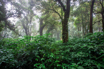 Close-up nature background, surrounded by big green trees, blurred mist of cold weather, wooden bridge to see the scenery while traveling, the beauty of the high mountain ecosystem