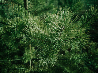 Coniferous branch close-up. Background forest natural image...