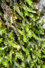 close up of green moss in nature background.