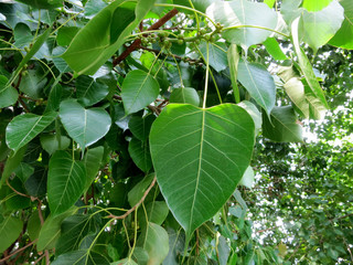 Bodhi Tree, The Bodhi Tree ("tree of awakening") is a large and ancient sacred fig tree (Ficus religiosa), also called the Bo Tree, located in Bodh Gaya, Bihar, India, under which Siddhartha Gautama, 