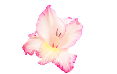 Obraz na płótnie Canvas gladiolus flower isolated