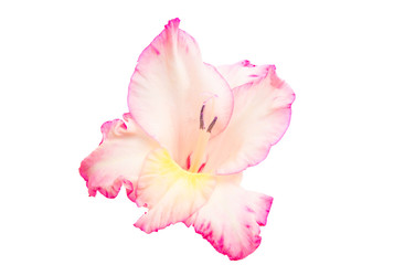 gladiolus flower isolated