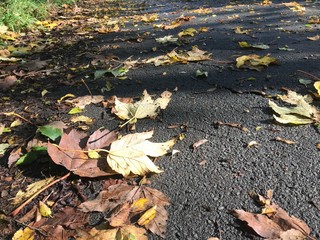 autumn leaves on ground