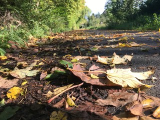 autumn leaves in water