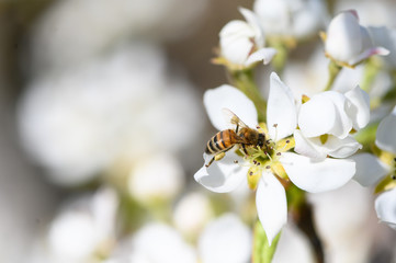 Closeup of honeybee pollinating a pear blossom