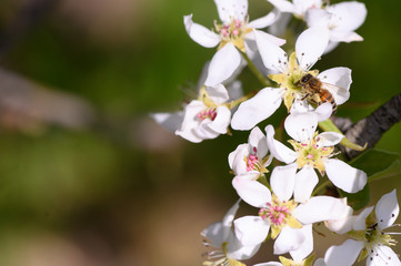 Honeybee pollinating pear blossoms