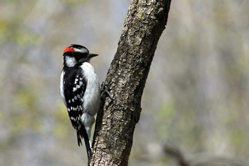 Small woodpecker on tree