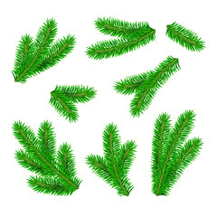 Fototapeta na wymiar Set of green detailed fir branches. Vector Christmas tree, pine.