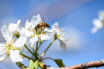 Closeup of a honeybee pollinating a pear blossom