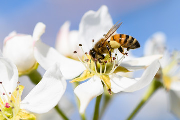 Closeup of a honeybee pollinating a pear blossom