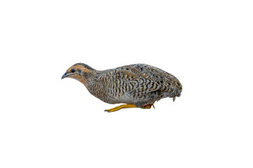 Closeup male King quail or Blue-breasted quail isolated on white background