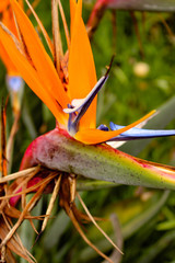 bird of paradise