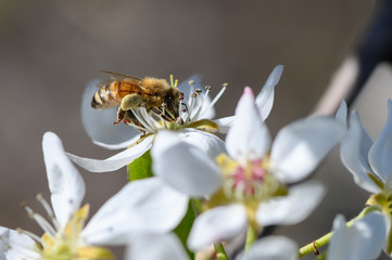 Honeybee pollinating a pear blossom in the spring
