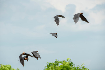 Bats flying on blue sky