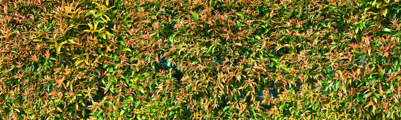 Syzygium Oleina or Pucuk Merah leaves texture wall background. Horizontal ultra wide composition.