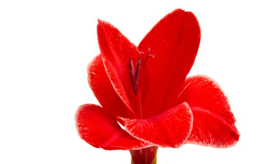 gladiolus flower isolated