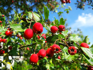 Fresh ripe bright red berries of hawthorn (Crataegus monogyna) on a branch with green leaves. Autumn harvest, fall background. Selective focus, shallow depth of field.