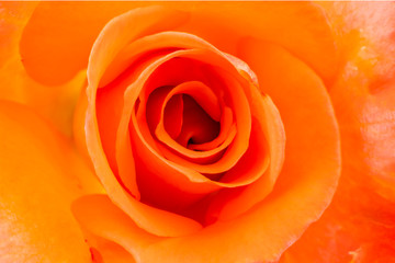 Closeup of Rose Flower