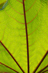 Green leaf background texture with red vein - Palma Christi leaf macro vertical