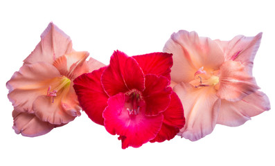 gladiolus flower isolated