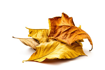 Naklejka premium Pile of dry leaf