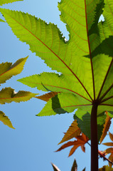 Picinus Communi green leaves against the bright blue sky 