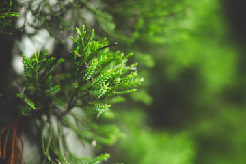 blurred branch of pine tree in pine forest