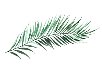 Watercolor botanical illustration. Palm leaf. Tropical nature design.
