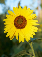 sunflower in field