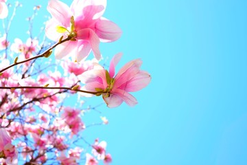pink flowers on a blue background