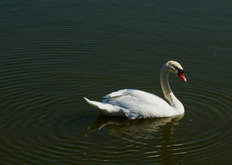 white swan