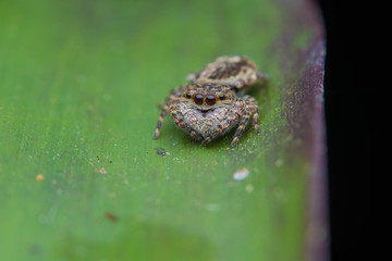 Spider on the leaf