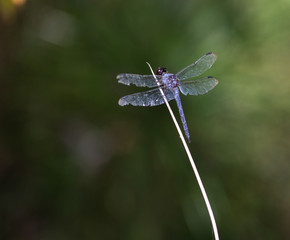 dragon fly resting on straw