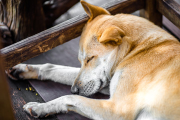 Background of a sleeping dog, while waiting for the owner or waiting for food during the day
