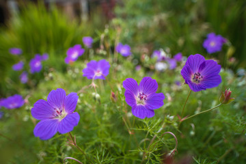 Fototapeta premium Beautiful flowers, Kirstenboch Botanical Gardens, Cape Town, South Africa. Unique fynbos of Africa. Foot of Table Mountain.