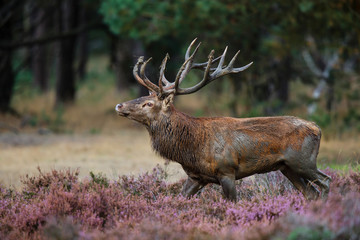 Naklejka na ściany i meble Red deer stag in rutting season in National Park Hoge Veluwe in the Netherlands