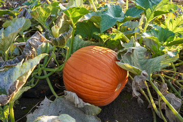 Obraz premium Fresh ripe pumpkins on a farm field during sunset.