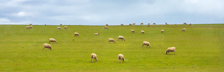 Obraz na płótnie Canvas South Africa, sheep graze in the grasslands