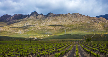 Fototapeta premium South African, Vineyards