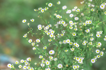 The blurry nature background of white flowers, cosmos, that grows in parks or tourist attractions, adorns for beauty and indulgence during sightings.