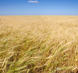 field of ripe wheat on a bright day