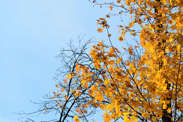 Bright foliage of maple tree on a sunny autumn day, natural background