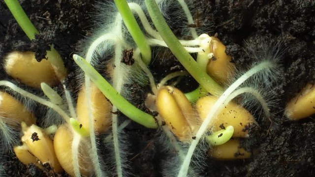 Concept of agriculture and farming. Germination of wheat seeds in soil