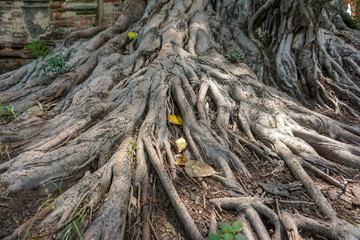 Exposed tree root visible above ground