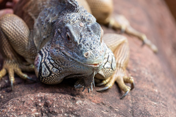 Close up of laege water lizard basking on stone wall