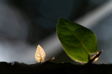 木漏れ日の光芒に当たる若葉