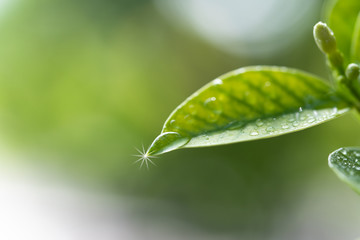 光る水滴のついた葉　エコイメージ