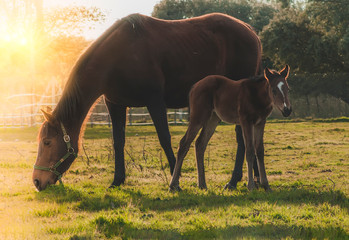 Naklejka premium Mare and her foal eating grass at sunset