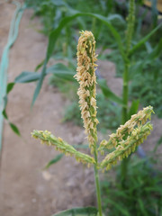 Close up of corn flower in a greenhouse