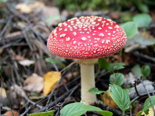 Red amanita, Fly Agaric in a natural environment